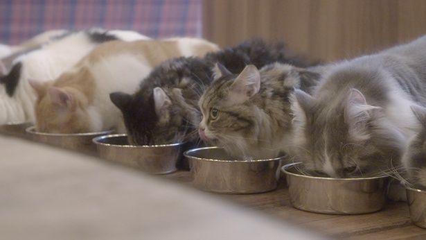 食べることに夢中な猫たち