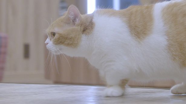 猫カフェを舞台に悩みを抱える人たちの姿を描いた本作