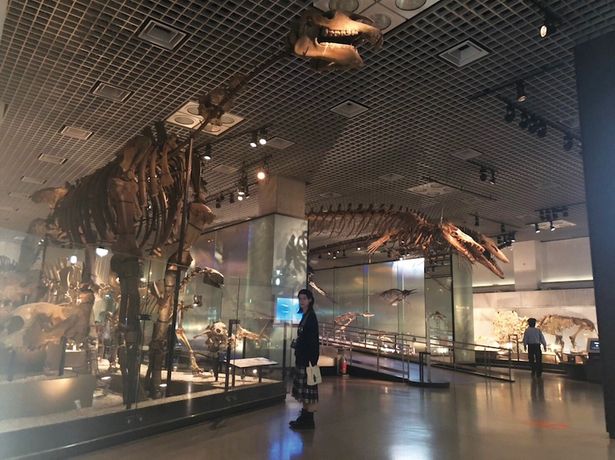 展示された恐竜骨格の前にたたずむ南沙良