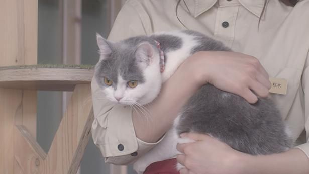 悩みを抱えた人たちが猫と触れ合いながら悩みを解決していく姿を描いた(『猫カフェ』)