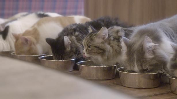 揃ってご飯を食べる様子など猫カフェならではの風景も楽しめる『猫カフェ』