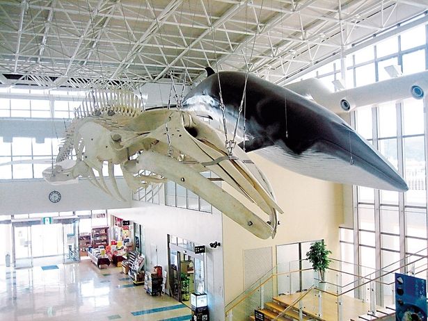 「鯨賓館ミュージアム」には捕鯨文化の展示がズラリ