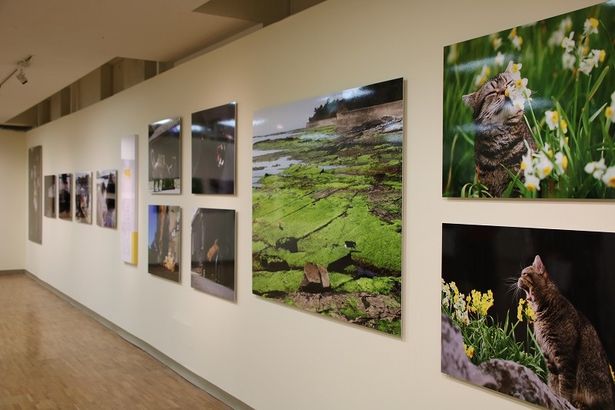 岩合光昭写真展「ねことじいちゃん」は、1月20日(日)まで日本橋三越本店で開催