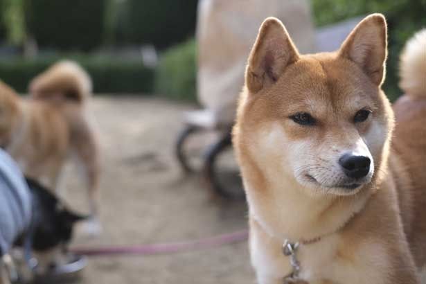 なんとも渋い表情も笑えてしまう