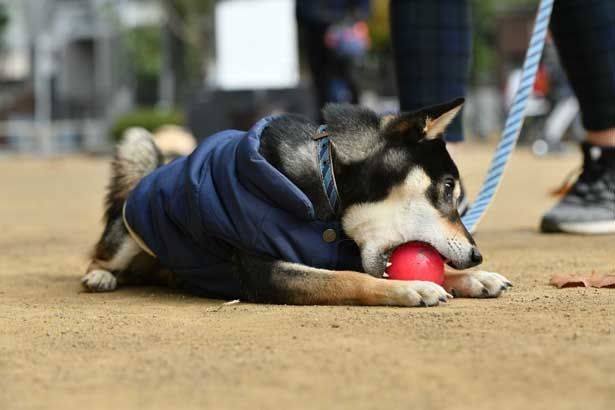 ボールに夢中なじっちゃん