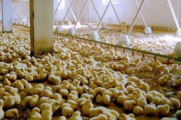 食に対する考え方が変わる衝撃ドキュメンタリーが2本連続公開 画像2 4 Movie Walker Press