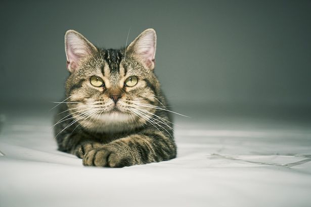 公開1か月記念 ねことじいちゃん で注目のにゃんこ ベーコンちゃんの可愛いオフショット 写真特集 写真24点 最新の映画ニュースならmovie Walker Press