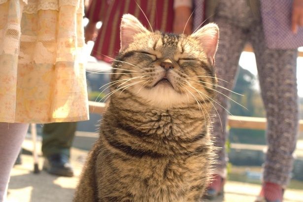 【画像を見る】ウトウト…！映画に登場するキュートな猫ちゃんたち＜写真39点＞(『ねことじいちゃん』)