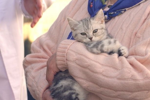 さまざまな猫が登場する(『ねことじいちゃん』)