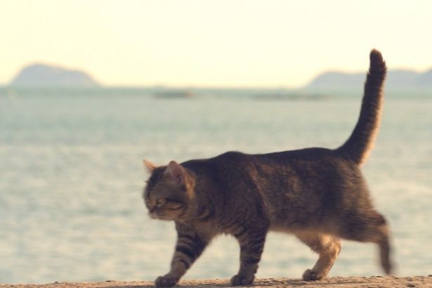 さすが猫！防波堤を歩く姿も様になる(『ねことじいちゃん』)