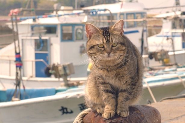 やっぱり猫には港が似合う！(『ねことじいちゃん』)