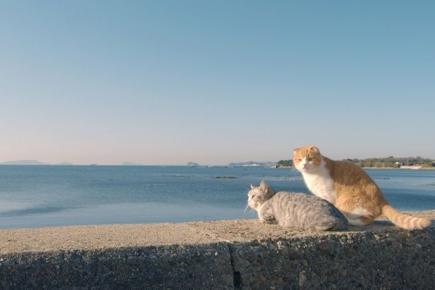猫と海という相性抜群の景色も和む！(『ねことじいちゃん』)