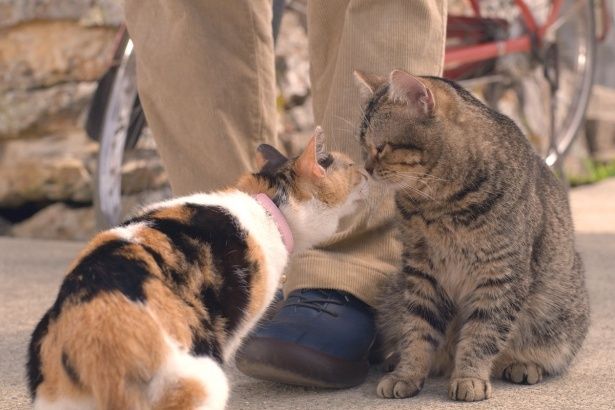 仲睦まじげな猫ちゃんたち(『ねことじいちゃん』)