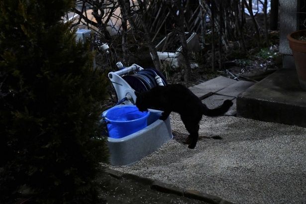 水を外のバケツから飲んだり…(『初恋～お父さん、チビがいなくなりました』)