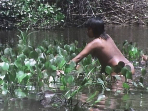 ブラジルのシング川上流域で水草から塩を採集する様子も(1960年撮影)