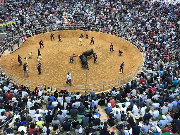 沖縄県の伝統、闘牛が間近で見られるチャンス