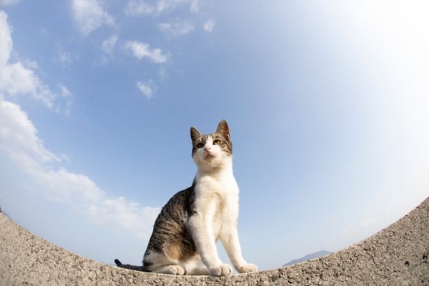かわいらしい猫ちゃんが登場する“猫映画”が立て続けに公開！(『ダヤンとタマと飛び猫と ～3つの猫の物語～』)