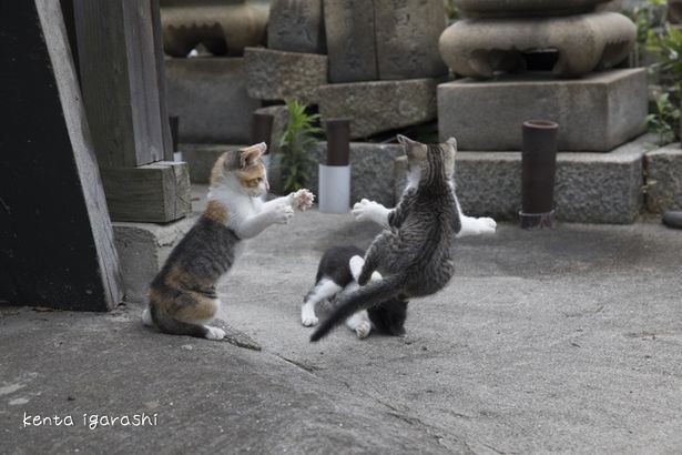 『旅する飛び猫』は島で見つけた子猫たちの成長に密着する(『ダヤンとタマと飛び猫と ～3つの猫の物語～』)