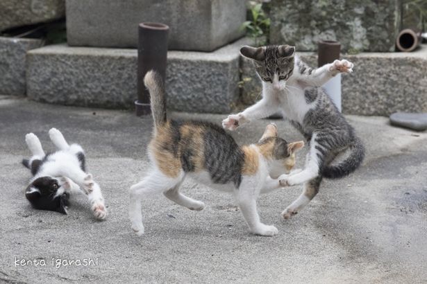 子猫たちの躍動感がすごい！(『ダヤンとタマと飛び猫と ～3つの猫の物語～』)