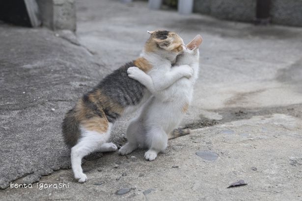 じゃれあってる猫たちがとにかくキュート！(『ダヤンとタマと飛び猫と ～3つの猫の物語～』)