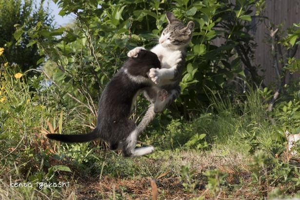 じゃれあってるのかな？喧嘩しているのかな？(『ダヤンとタマと飛び猫と ～3つの猫の物語～』)