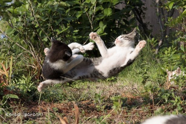 とにかく元気が有り余ってる！これぞ子猫！(『ダヤンとタマと飛び猫と ～3つの猫の物語～』)