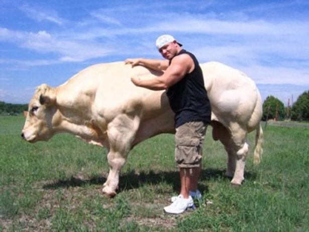 【写真】遺伝子操作で作られたステロイド牛も登場