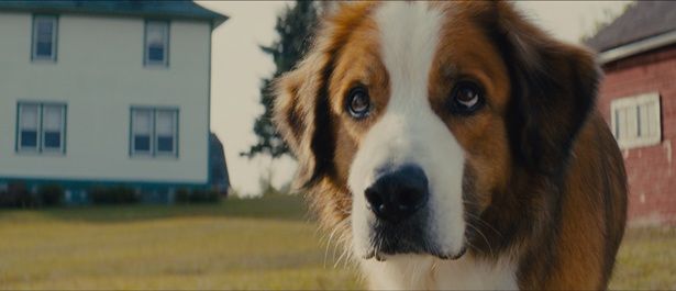 東京近郊では、こんな大型犬飼いたくてもなかなか飼えませんね…