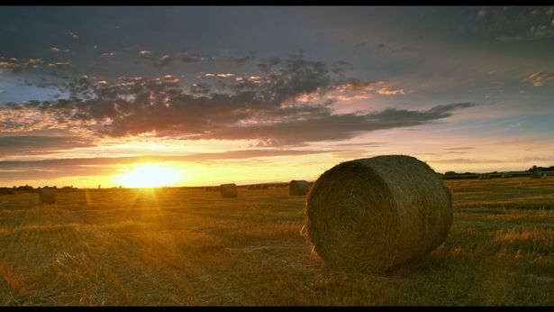 美しい夕日と牧歌的な農園の景色(『ゴッホとヘレーネの森　クレラー=ミュラー美術館の至宝』) 