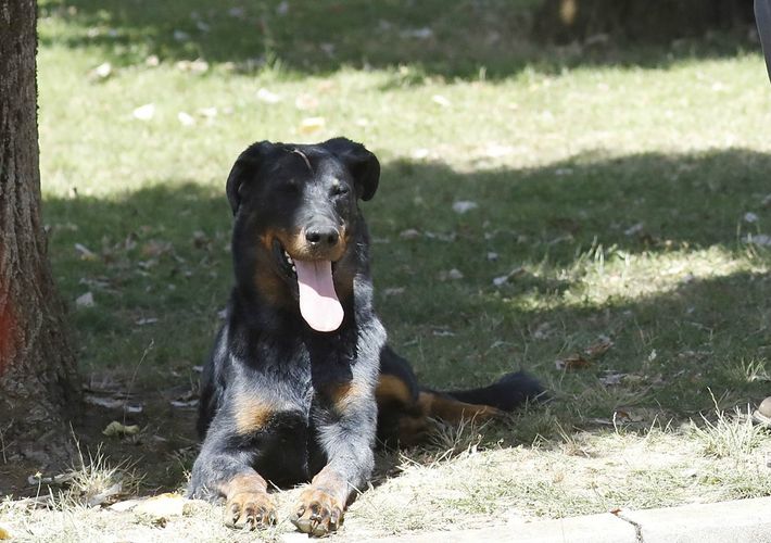 フランスで一番美しい“イケメン犬”の忠誠心に涙…『再会の夏』場面写真を独占キャッチ！
