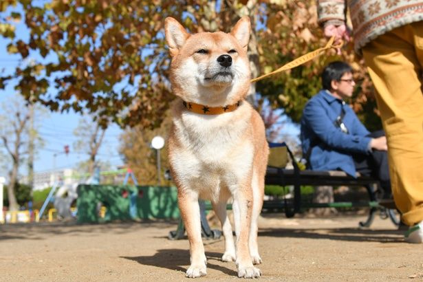 19年の映画を彩った かわいすぎる犬猫たち を癒しの写真で振り返る 写真40点 画像 40 Movie Walker Press