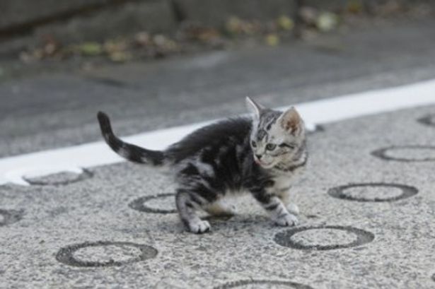 劇中で見せるさりげない仕草の数々に誰もがキュンとくるはず