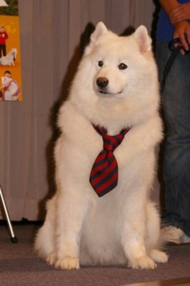 犬好きなのに犬嫌いの役の小日向文世 サモンにデレデレ 犬を怖がる芝居はしんどかった 画像14 18 Movie Walker Press