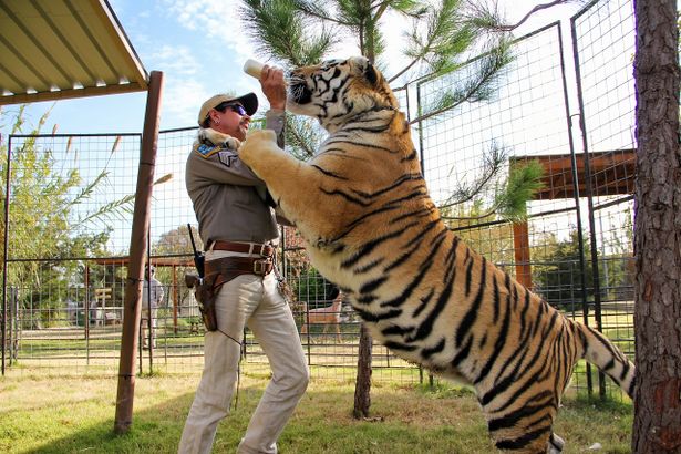 猛獣のトラを飼い慣らす動物園
