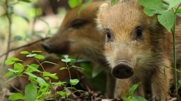 【写真】相葉の他にも複数の豪華ナレーター陣が集う予定