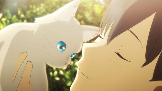 スタジオコロリド制作の最新作アニメ『泣きたい私は猫をかぶる』