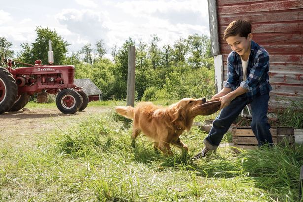 ゴールデンレトリバーや柴犬 コーギーまで お家で観られるオススメ 犬映画 はコレだ 最新の映画ニュースならmovie Walker Press