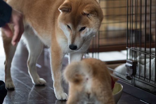 柴犬のしっぽのくるりん具合ってもうヤバい…(『柴公園』)