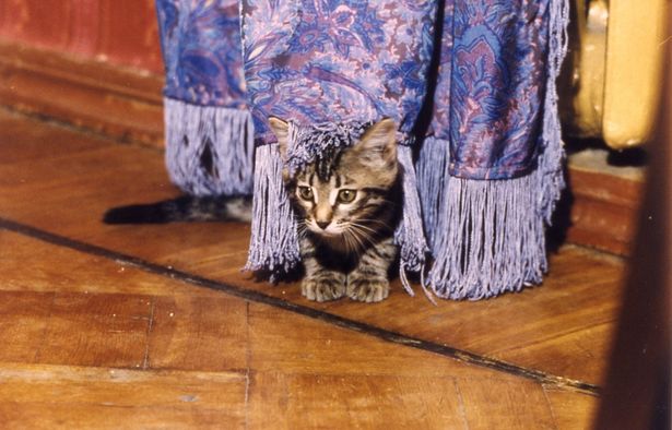 【写真を見る】カーテンの裾に隠れた子猫の愛らしさにメロメロ…(『こねこ』)