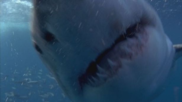 【写真】これが本物の巨大人喰いサメ！ 凶暴な牙が何とも恐ろしい