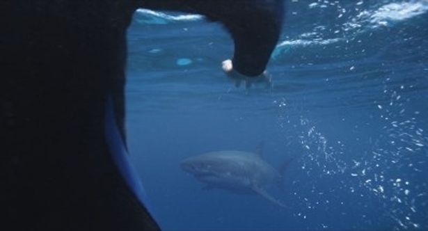 まさかの実話 巨大人喰いサメの恐怖をリアルに伝えるパニック映画に大ビビリ 最新の映画ニュースならmovie Walker Press