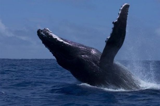 ザトウクジラの求愛戦がすごい
