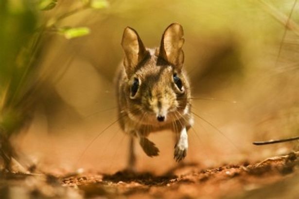 荒野の策士、ハネジネズミ