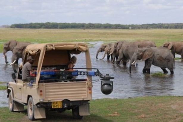 【写真】新開発されたヨギカムのおかげで、実際にゾウの群れに混じっている気分になれる