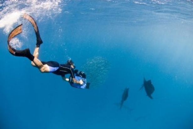 スーパーハイビジョンカメラで、バショウカジキが小魚の群を追撃する姿を撮影