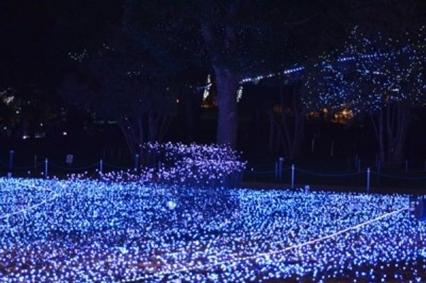 約2000平方メートルの芝生広場には、約28万球もの青色LEDが設置された