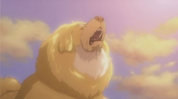 金色の体毛を持つ超大型犬は犬映画史に名を残す強烈なインパクト(画像2 ...