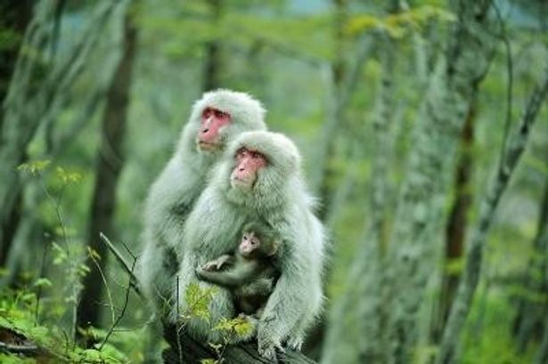 地球で最も北に暮らすサルたちなど、貴重な生き物の生態を美しい映像でとらえる