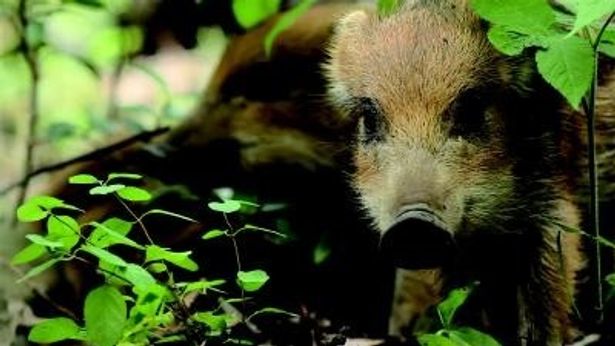 【写真を見る】兵庫県の六甲山地では可愛いウリ坊たちが大冒険を繰り広げる