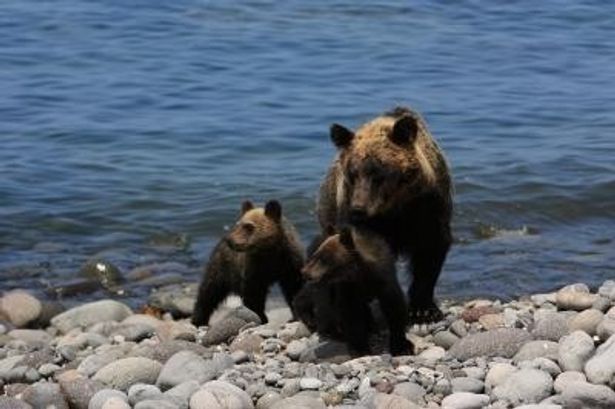 世界遺産に指定された北海道の知床半島に暮らすヒグマの親子